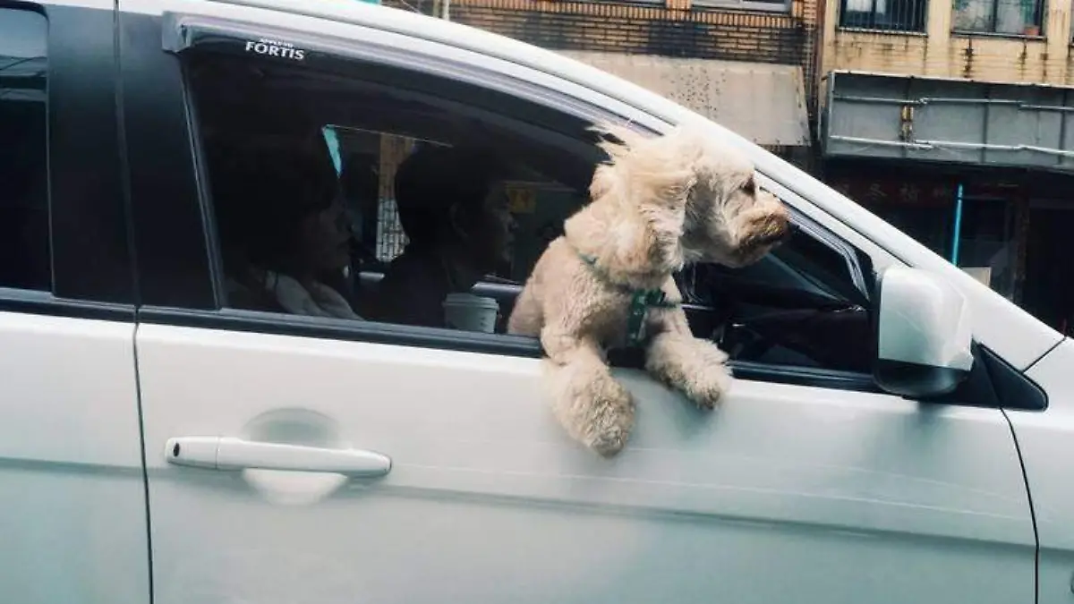 Perro en auto _ ventana abierta